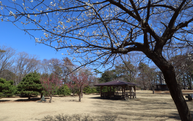 八柱霊園に行ってきました