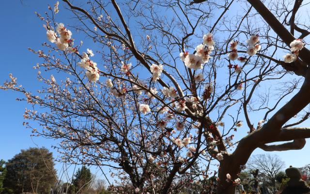 八柱霊園に行ってきました