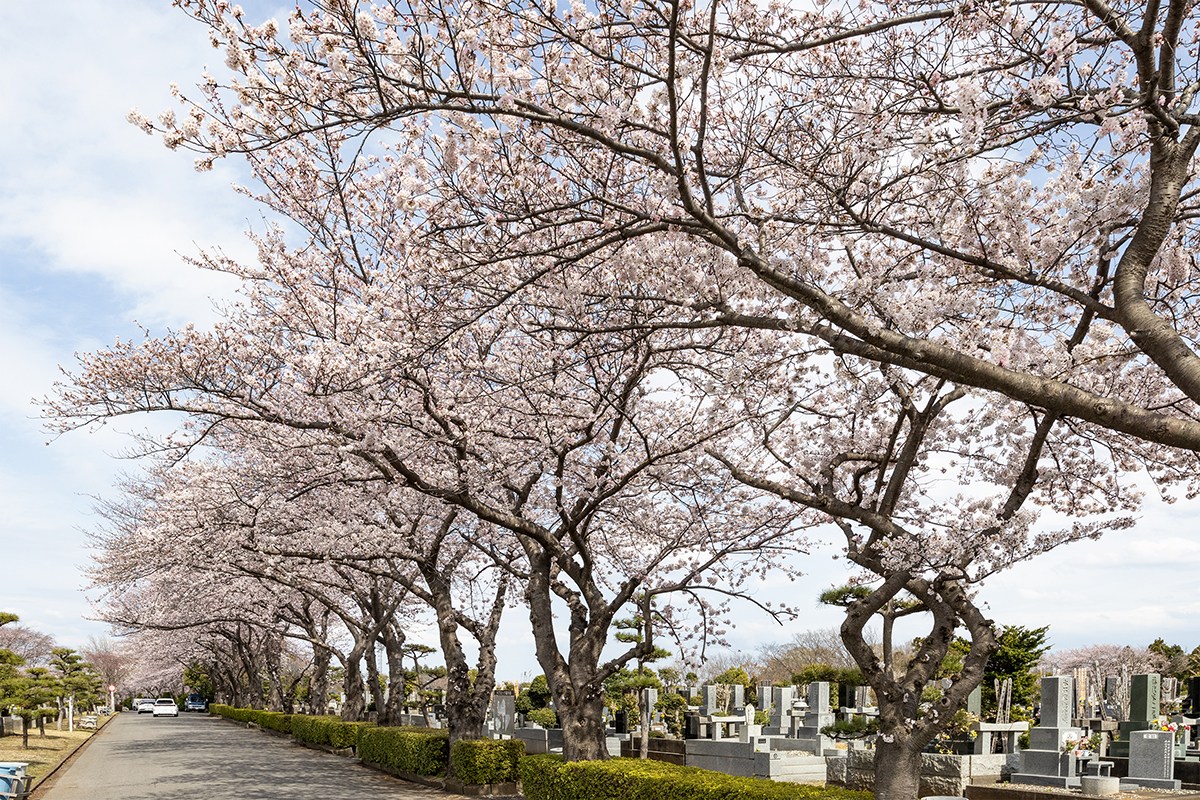 馬込霊園 令和五年度返還墓地区画 募集受付開始