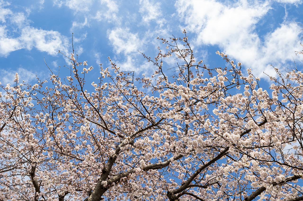 馬込霊園では今年も桜が咲きました