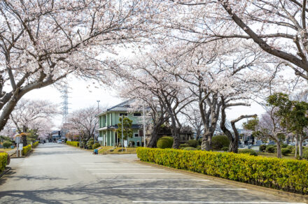 馬込霊園では今年も桜が咲きました